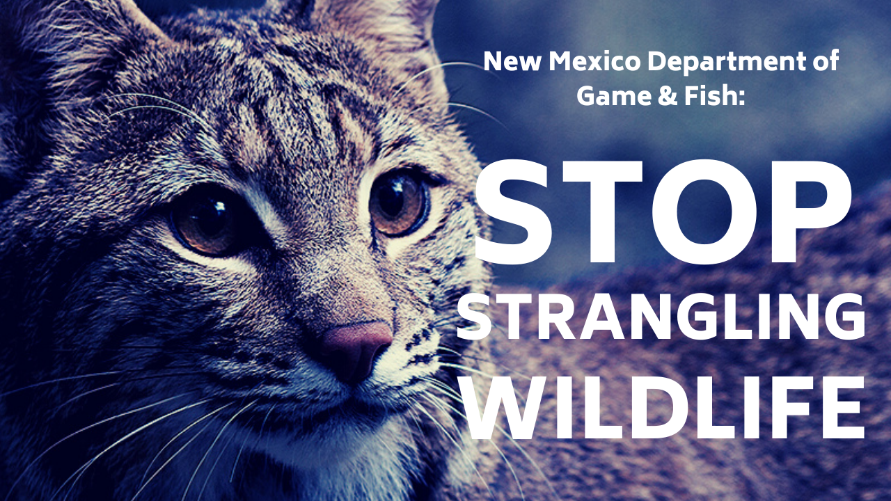 NM Game & Fish is brutally choking wildlife to death—We are calling for  change!
